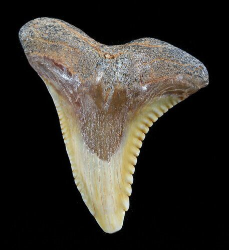 Large, Hemipristis Shark Tooth Fossil - Virginia #50029